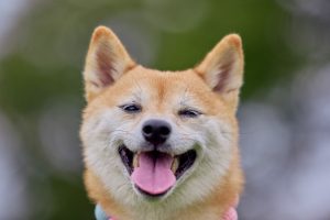 חופשה מעשירה לכלב - החופשה שכל כלב חלם עליה במלונות פרימיום לכלבים